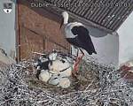Capi_Dubne_20250614_074003.jpg