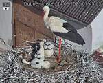 Capi_Dubne_20250614_074503.jpg