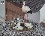 Capi_Dubne_20250614_075003.jpg