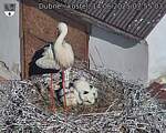 Capi_Dubne_20250614_075503.jpg
