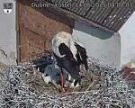 Capi_Dubne_20250614_080003.jpg