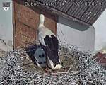 Capi_Dubne_20250614_080503.jpg