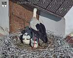 Capi_Dubne_20250614_081003.jpg
