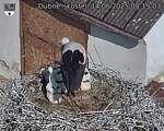 Capi_Dubne_20250614_081503.jpg