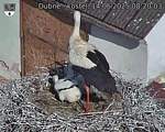 Capi_Dubne_20250614_082003.jpg
