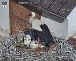 Capi_Dubne_20250614_083003.jpg