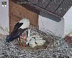 Capi_Dubne_20250614_083503.jpg