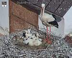 Capi_Dubne_20250614_084002.jpg