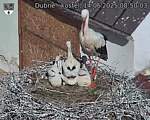 Capi_Dubne_20250614_085003.jpg