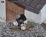 Capi_Dubne_20250614_085503.jpg