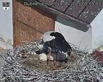 Capi_Dubne_20250614_090503.jpg