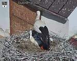 Capi_Dubne_20250614_091003.jpg