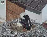 Capi_Dubne_20250614_092002.jpg
