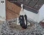 Capi_Dubne_20250614_092503.jpg