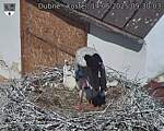 Capi_Dubne_20250614_093003.jpg