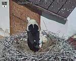 Capi_Dubne_20250614_094003.jpg