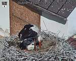 Capi_Dubne_20250614_094503.jpg