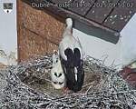 Capi_Dubne_20250614_095002.jpg