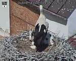 Capi_Dubne_20250614_103003.jpg