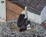 Capi_Dubne_20250614_104003.jpg