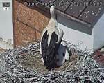 Capi_Dubne_20250614_105503.jpg