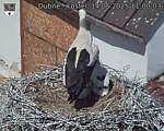 Capi_Dubne_20250614_110003.jpg