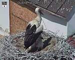 Capi_Dubne_20250614_112003.jpg