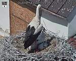 Capi_Dubne_20250614_112503.jpg