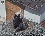 Capi_Dubne_20250614_113503.jpg