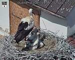 Capi_Dubne_20250614_114503.jpg