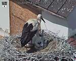 Capi_Dubne_20250614_115003.jpg
