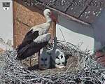 Capi_Dubne_20250614_115503.jpg