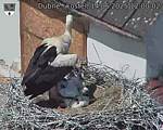 Capi_Dubne_20250614_120002.jpg