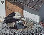 Capi_Dubne_20250614_120503.jpg