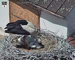 Capi_Dubne_20250614_121003.jpg