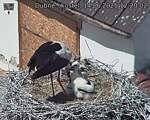 Capi_Dubne_20250614_122002.jpg