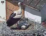Capi_Dubne_20250614_123002.jpg