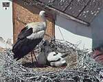 Capi_Dubne_20250614_124003.jpg