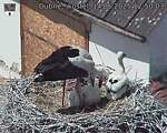 Capi_Dubne_20250614_125003.jpg