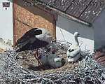 Capi_Dubne_20250614_125503.jpg