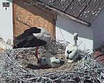 Capi_Dubne_20250614_130003.jpg