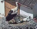 Capi_Dubne_20250614_130503.jpg