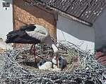 Capi_Dubne_20250614_132503.jpg
