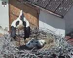 Capi_Dubne_20250614_133502.jpg