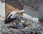 Capi_Dubne_20250614_135003.jpg