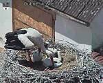 Capi_Dubne_20250614_135503.jpg