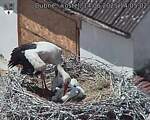 Capi_Dubne_20250614_140502.jpg