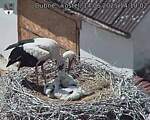 Capi_Dubne_20250614_141002.jpg