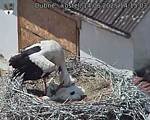 Capi_Dubne_20250614_141503.jpg