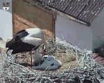 Capi_Dubne_20250614_142502.jpg